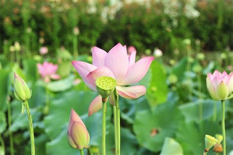 荷花圖片|超过 20000 张关于“荷花图片”和“荷花”的免费图片